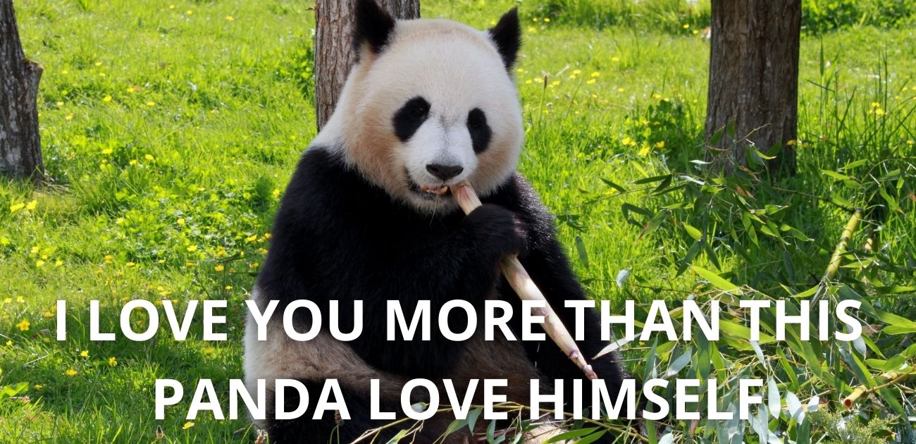 I love you more than This Panda Love Himself