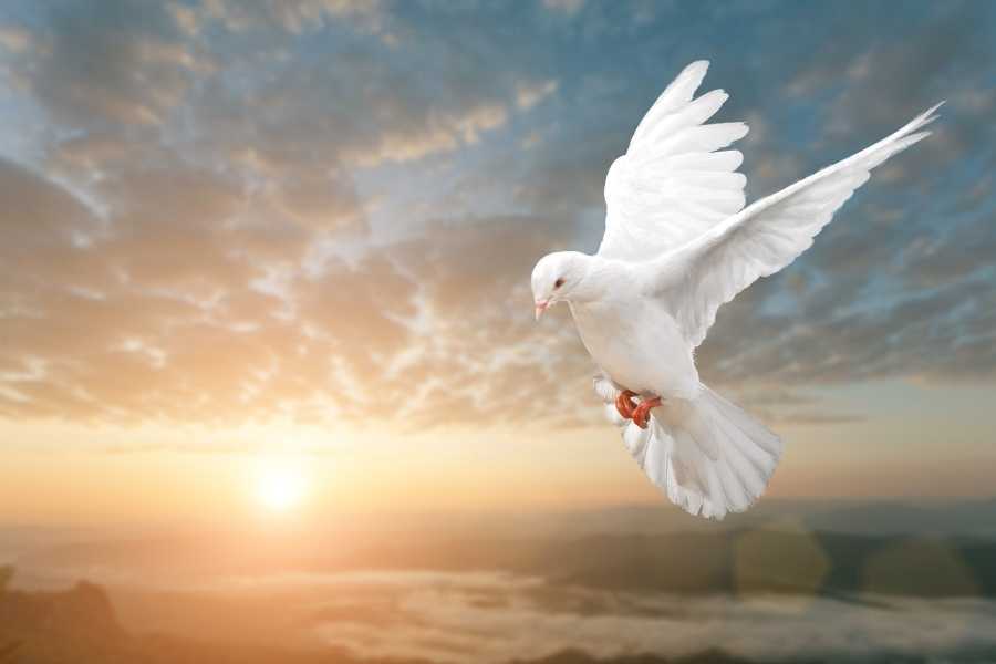 Dove Promise of Peace