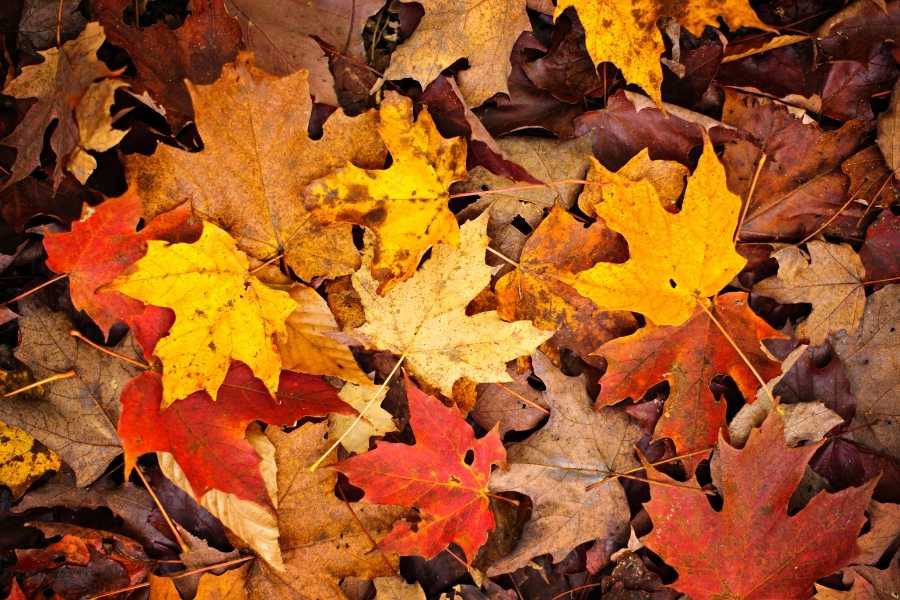 Fall Leaves Stem Activity