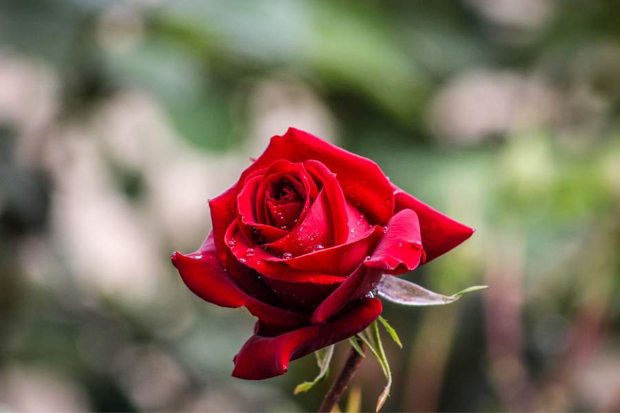 Red Rose The True Color of Love